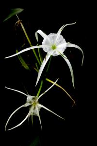 New Spider Lily Flower Images
